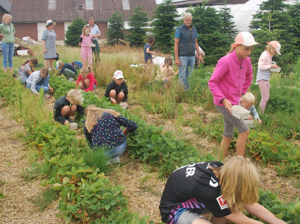 Mehrere Kinder und Erwachsene pflücken Erdbeeren in einem Garten mit Reihen von Erdbeerpflanzen vor einem Gebäude mit Wellblechdach.