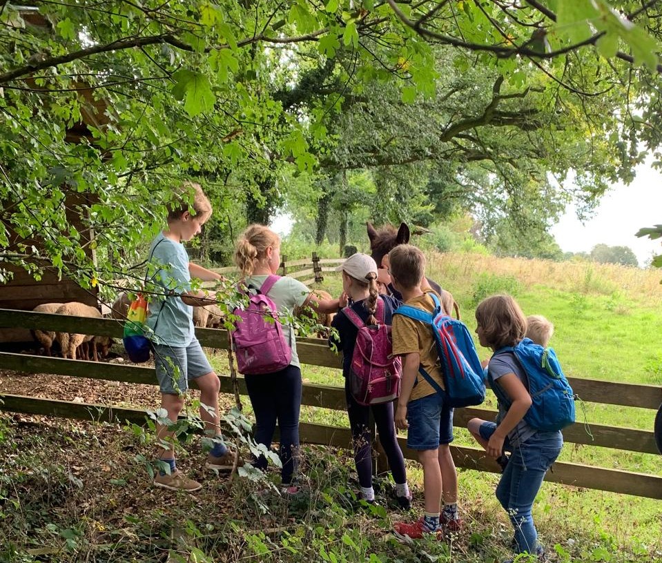 Sechs Kinder mit Rucksäcken stehen an einem Holzzaun im Wald und strecken die Hände zu einem braunen Pferd, das auf der anderen Seite steht.