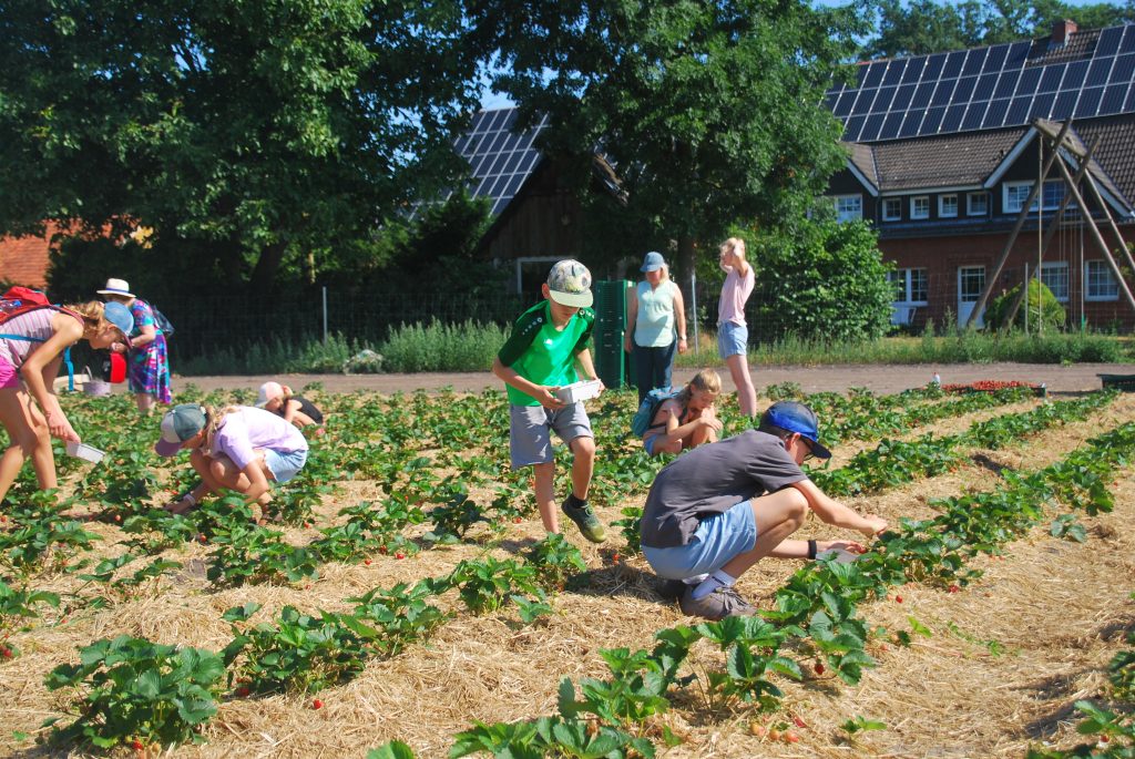 Mehrere Kinder pflücken Erdbeeren auf dem Hof Freude. Sie bücken sich zwischen den Reihen von Erdbeerpflanzen, die auf mit Stroh bedecktem Boden wachsen. Im Hintergrund stehen Erwachsene. Die Szene spielt an einem sonnigen Tag, die Kinder tragen sommerliche Kleidung und Hüte.